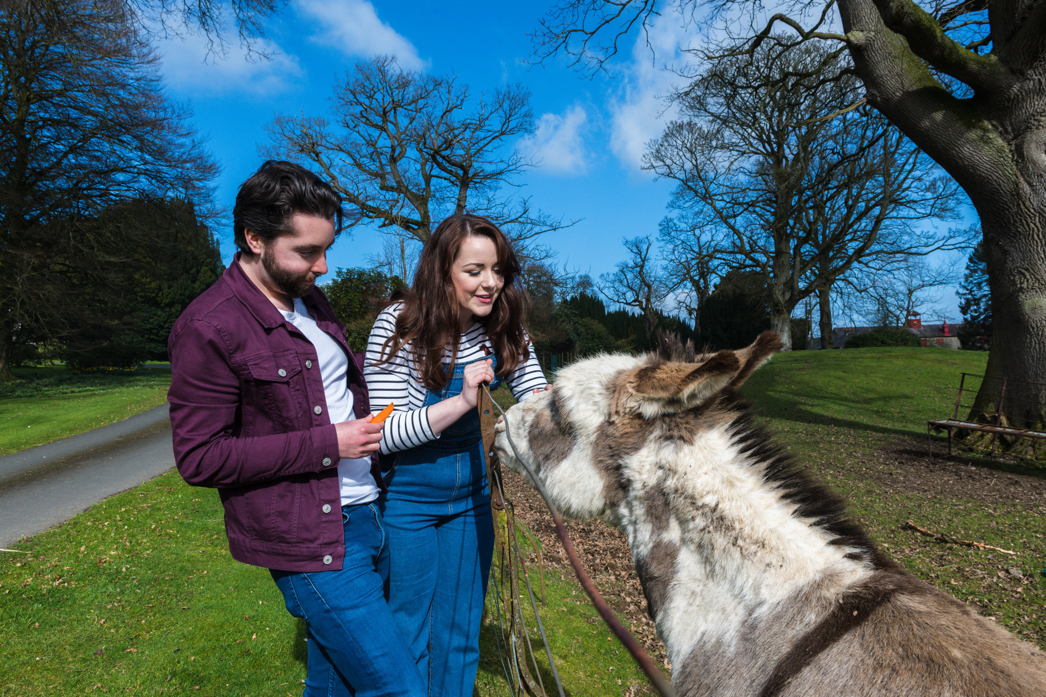Donkeys at Larchfield Estate Co Down
