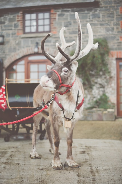 Reindeer outside Self Catering Cottages at Larchfield Estate Northern Ireland